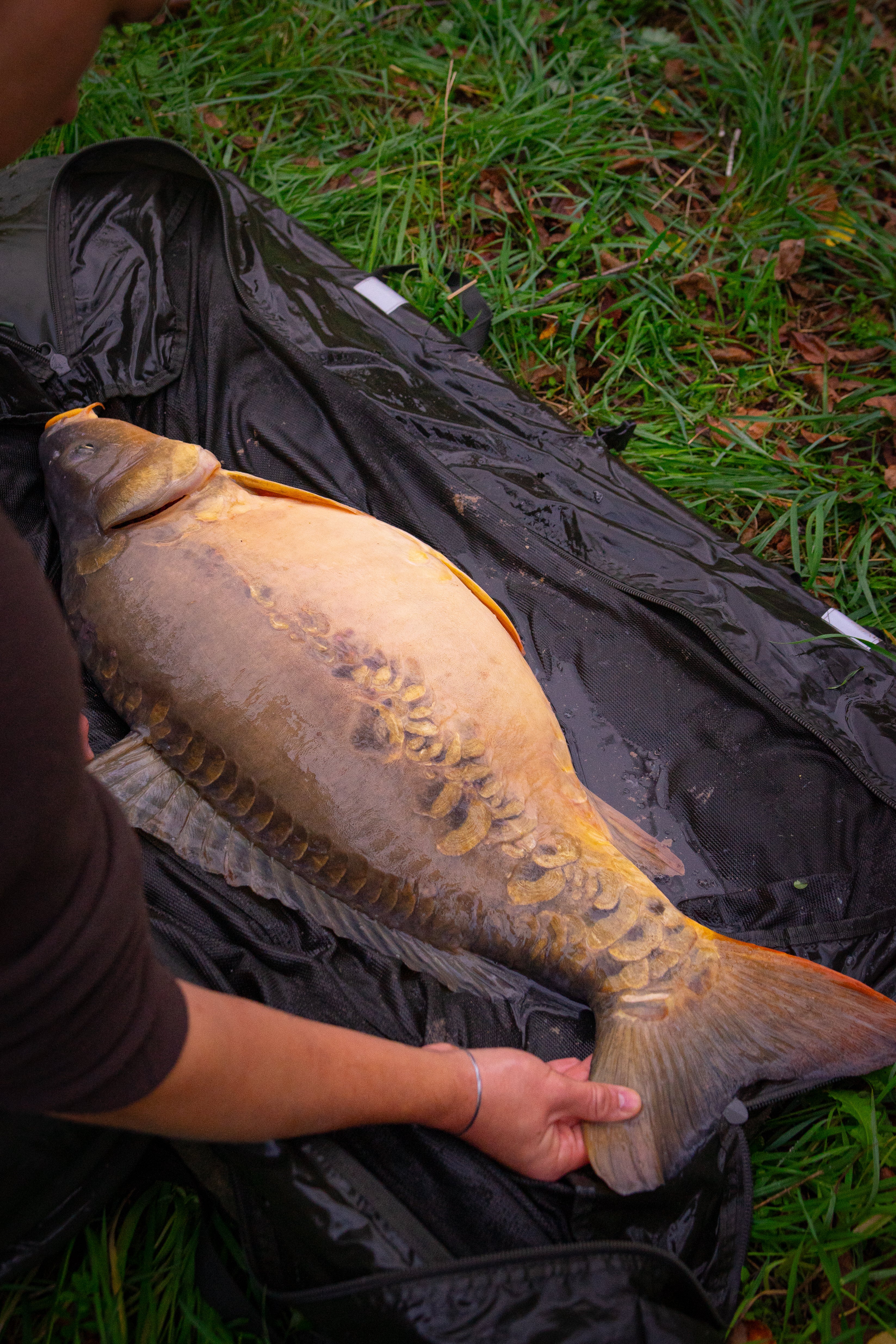 White Garlic Pop Ups