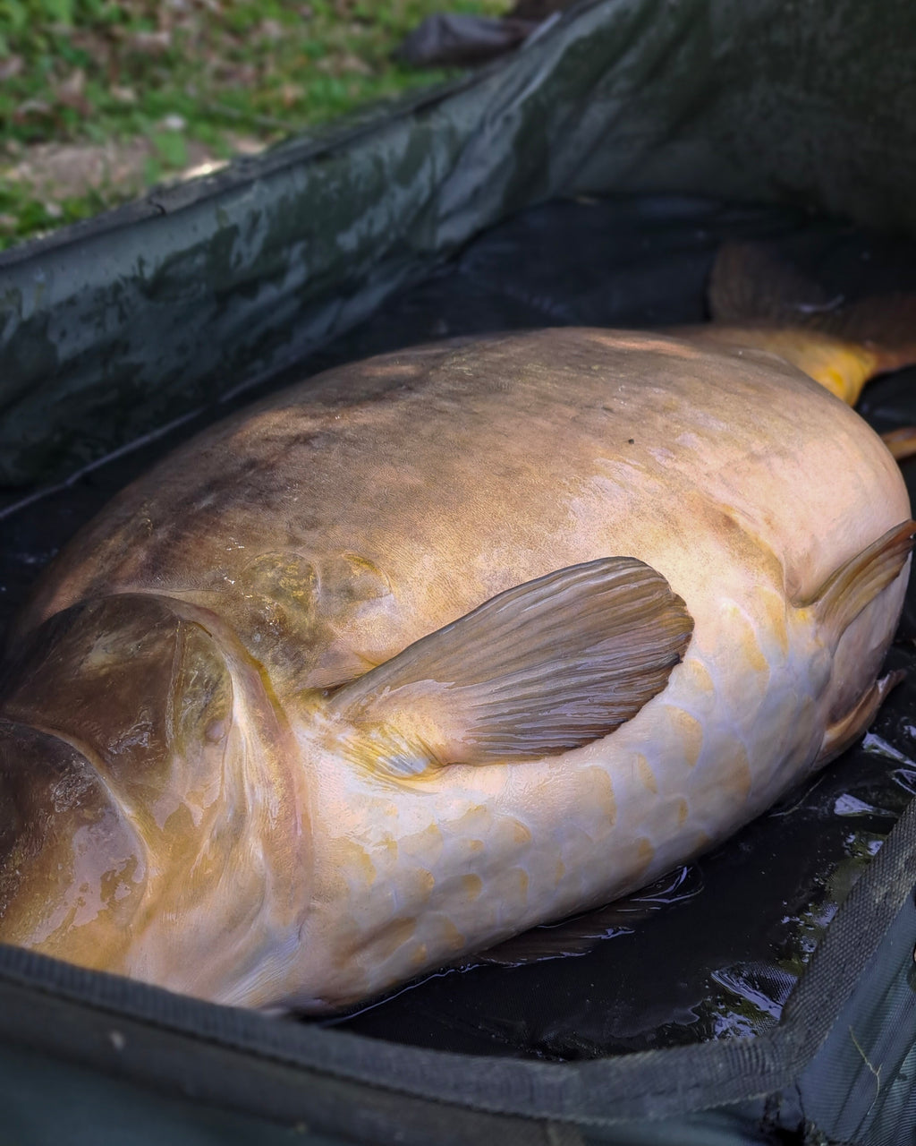 Fegato Boostet & Coated Hookbaits